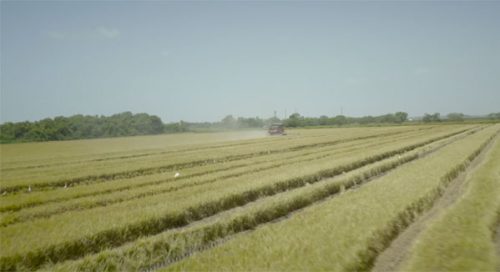 Aerial view of a rice field