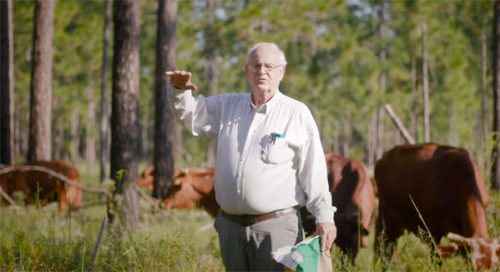 Man standing among cattle grazing among trees