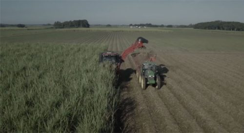 Sugar cane harvester harvesting sugar cane