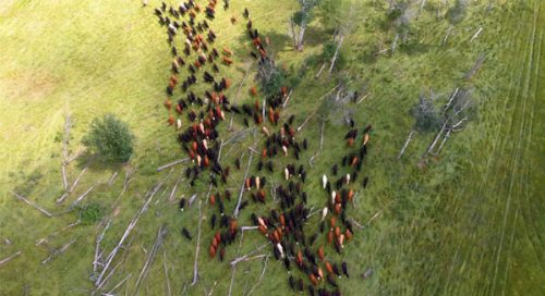 Aerial view of cattle herd