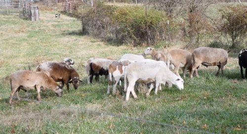 sheep grazing in a field