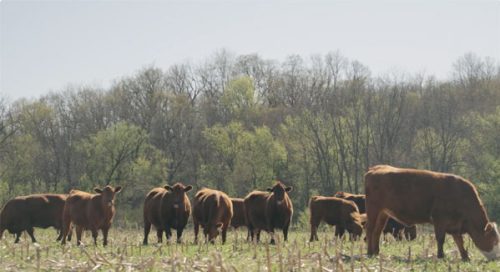 cattle grazing