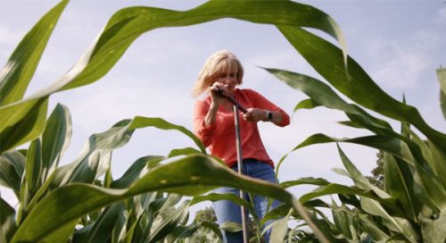 Female farmer sticking soil probe into corn field