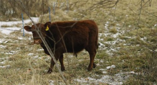 beef cattle walking on snowy grass
